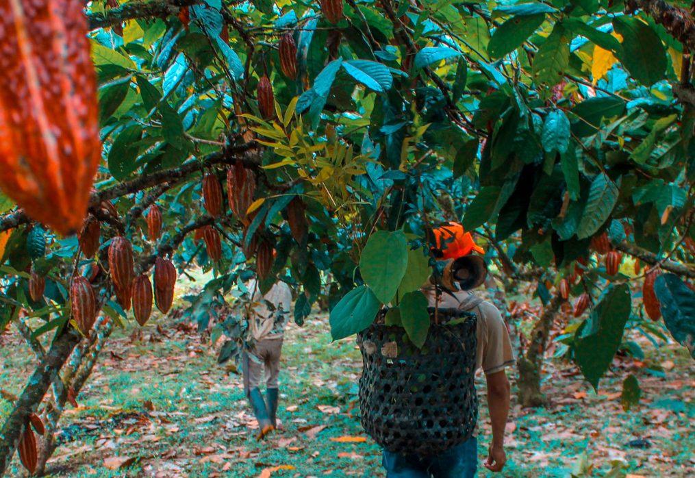 Cultivo Sostenible de Cacao: Cosechando con Responsabilidad Ambiental