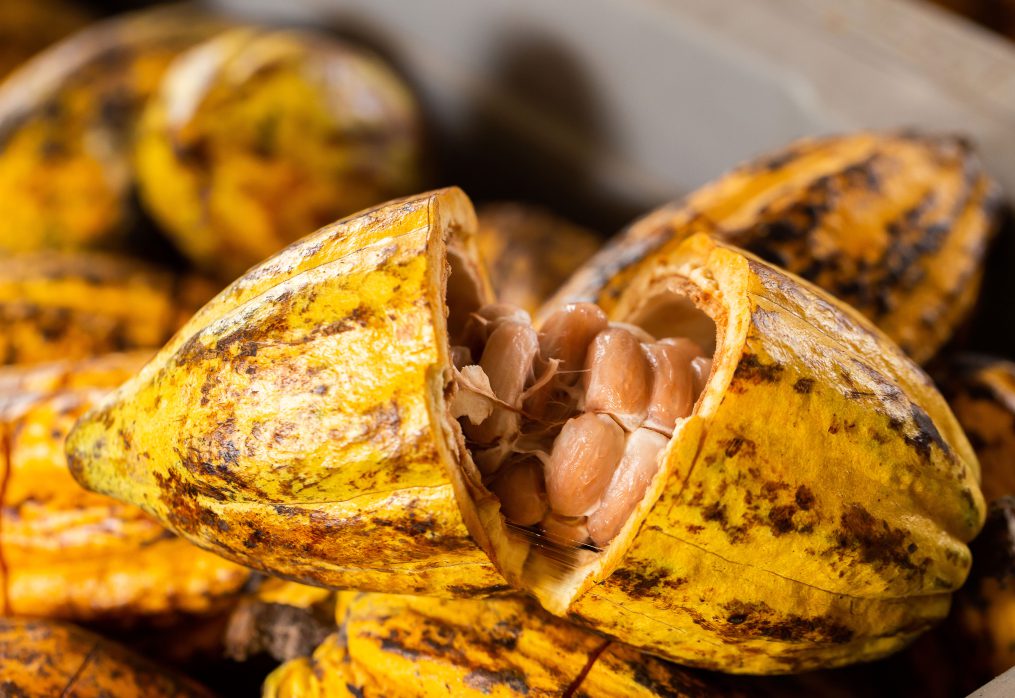 Tesoro del Ecuador: El Cacao Pepa de Oro